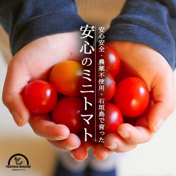 Ťߥ˥ȥޥ 2.4kg ̵ ե Ȥ  г