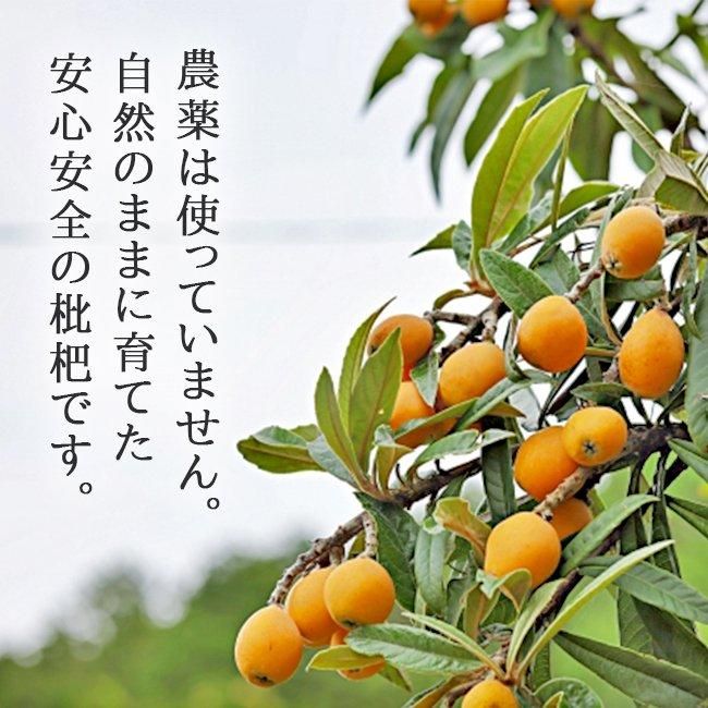 甘い無農薬ビワ 20年栽培 ビワ(茂木・楠)収穫の季節【無農薬・有機栽培】 - YouTube