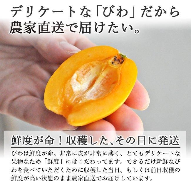 びわ 長崎 無農薬 送料無料 1kg Lサイズ 無農薬 長崎産 果物 びわ 長崎 無農薬 送料無料 1kg Lサイズ 無農薬 長崎産 果物