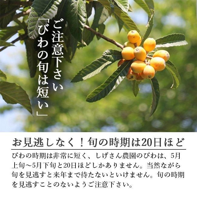 びわ 長崎 無農薬 送料無料 1kg Lサイズ 無農薬 長崎産 果物 びわ 長崎 無農薬 送料無料 1kg Lサイズ 無農薬 長崎産 果物