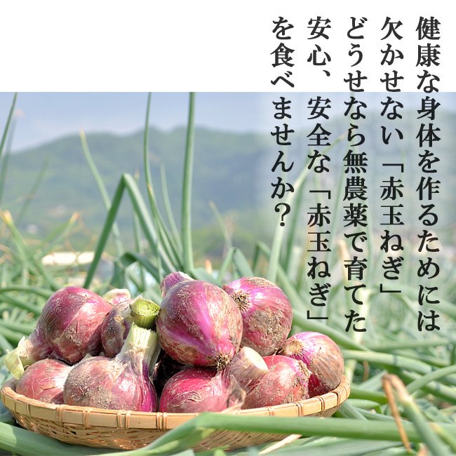 玉ねぎ 赤たまねぎ 無農薬（家庭用）２Kgのお取り寄せ販売（通販）送料無料でお届け