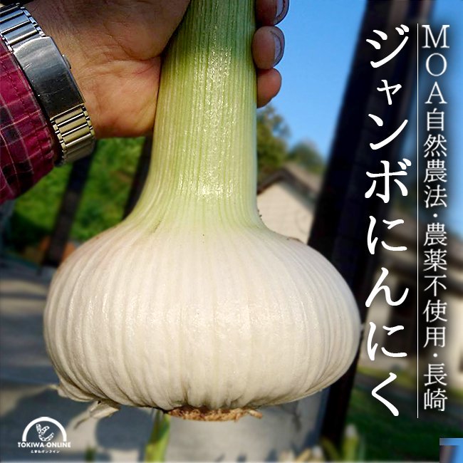 にんにく 長崎 無農薬 送料無料 ジャンボ 無農薬 長崎産 野菜 ニンニク 大蒜 農家直送 安心 安全 しげさん農園