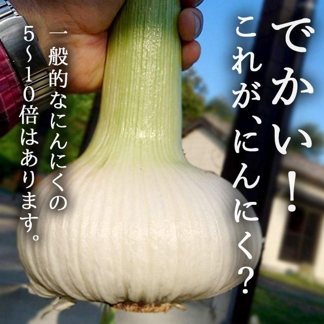にんにく 長崎 無農薬 送料無料 ジャンボ 無農薬 長崎産 野菜 にんにく 長崎 無農薬 送料無料 ジャンボ 無農薬 長崎産 野菜
