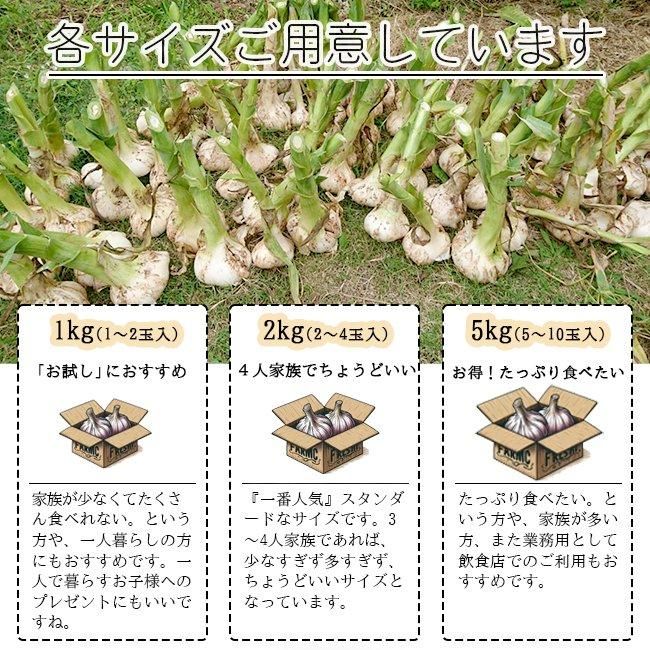 にんにく 長崎 無農薬 送料無料 ジャンボ 無農薬 長崎産 野菜 にんにく 長崎 無農薬 送料無料 ジャンボ 無農薬 長崎産 野菜