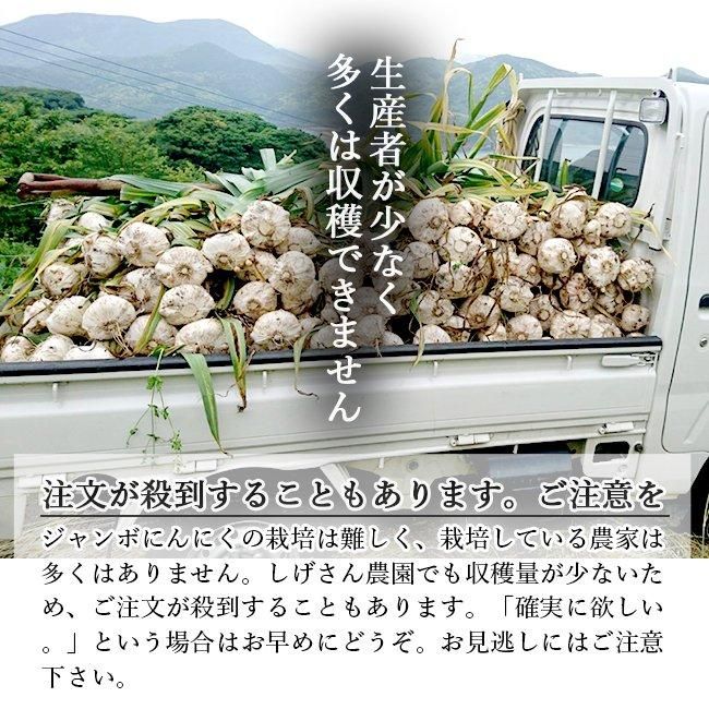 にんにく 長崎 無農薬 送料無料 ジャンボ 無農薬 長崎産 野菜