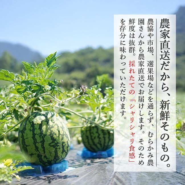 尾花沢スイカ | 金色羅皇 4L 8kg 山形むらかみ農園 - 《公式