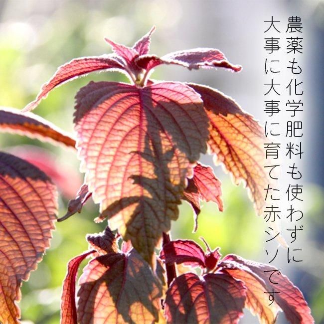 天然 無農薬栽培 赤紫蘇 2kg 山形県産 天然 無農薬栽培 赤紫蘇 2kg 山形県産 - メルカリ