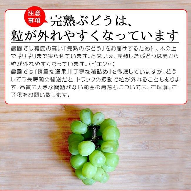 赤いシャインマスカット サンシャインレッド（訳あり）のお取り寄せ