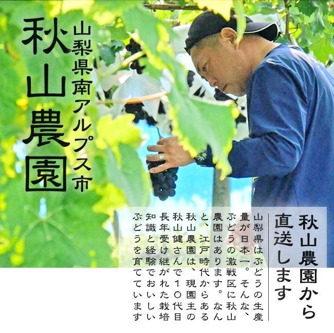 赤いシャインマスカット サンシャインレッド（訳あり）のお