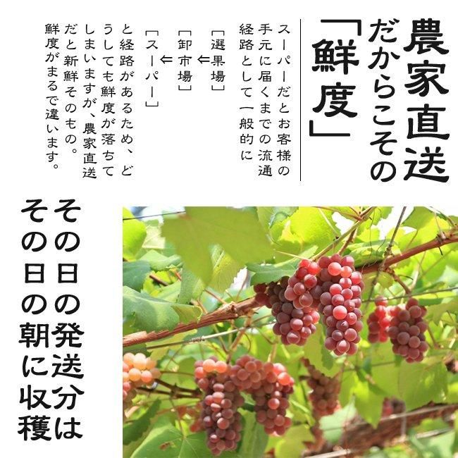 サンシャインレッド　5房　訳ありお買い得 182693888_o1.jpg?