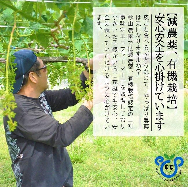 サンシャインレッド　5房　訳ありお買い得 訳ありB品】サンシャインレッド（色薄め・房形不揃い・味は正規