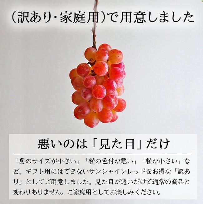 赤いシャインマスカット サンシャインレッド（訳あり）のお