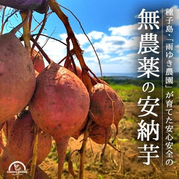 Ǽ Ǽ 5Kg 2s〜L  椭