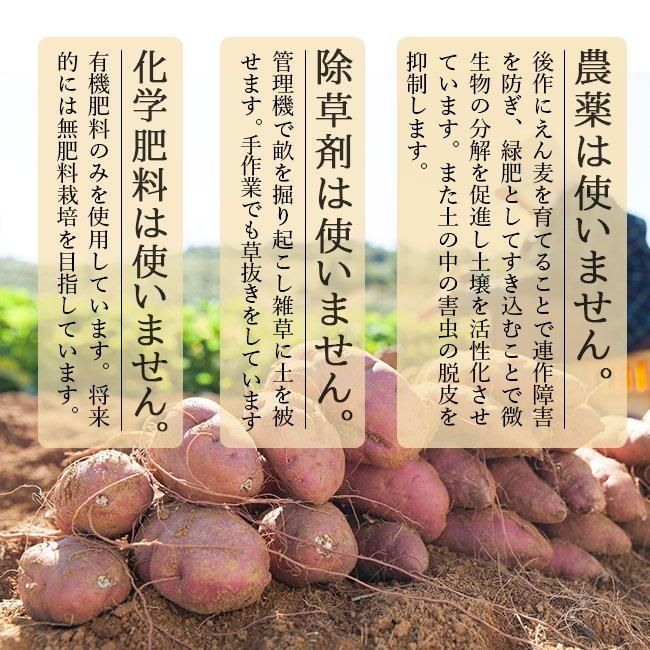 種子島安納芋cikoci koubou MLから〜3L 1 種子島安納芋cikoci koubou MLから〜3L 1