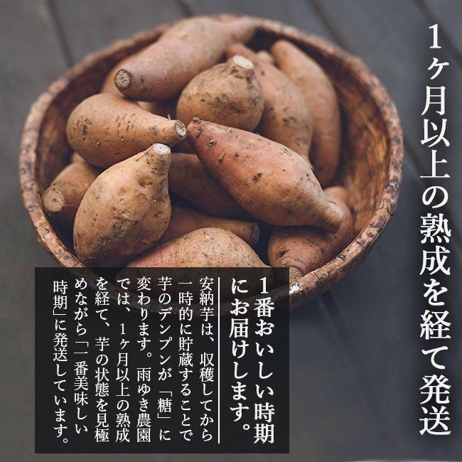 種子島安納芋cikoci koubou MLから〜3L 1 種子島安納芋cikoci koubou MLから〜3L 1