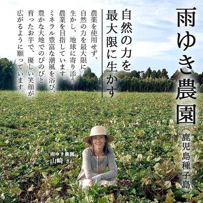 種子島産　安納こがね　2S 13キロ 種子島産安納こがね1.5kg: JA鹿児島県経済連 鹿児島の味