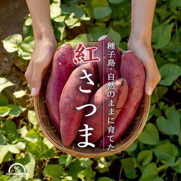 Ĥޤ ȤĤ 5Kg 2s〜L  椭