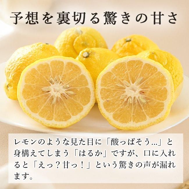 奇跡のみかんはるか（愛媛産）訳あり のお取り寄せ販売（通販