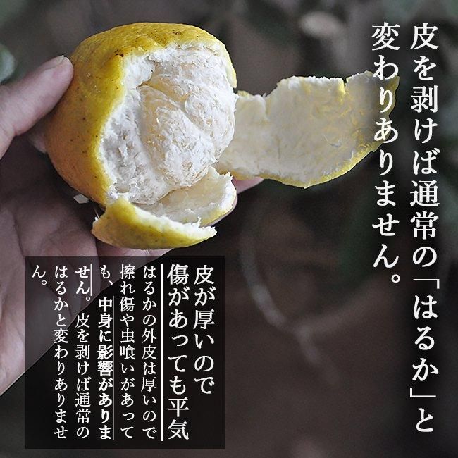 奇跡のみかんはるか(愛媛産)訳あり のお取り寄せ販売(通販 奇跡のみかんはるか(愛媛産)訳あり のお取り寄せ販売(通販