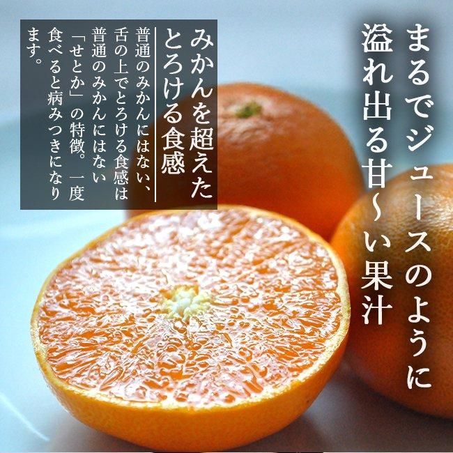 せとか 訳あり 減農薬 （愛媛産）のお取り寄せ販売（通販）送料
