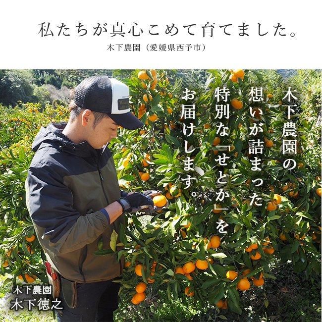 せとか 訳あり 減農薬 (愛媛産)のお取り寄せ販売(通販)送料 せとか 訳あり 減農薬 (愛媛産)のお取り寄せ販売(通販)送料