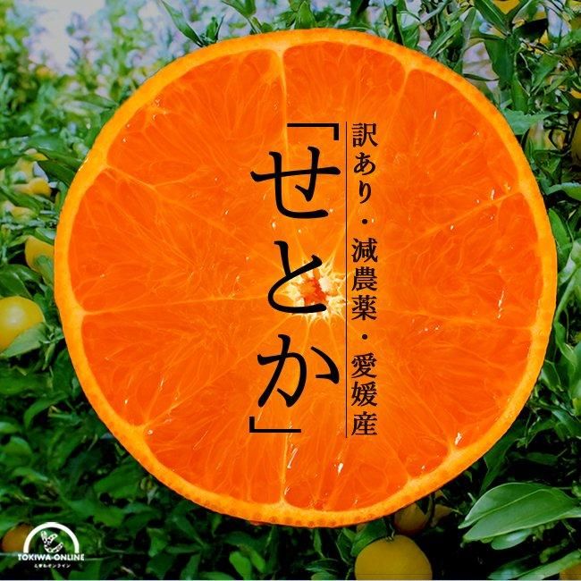 せとか 訳あり 減農薬 (愛媛産)のお取り寄せ販売(通販)送料 せとか 訳あり 減農薬 (愛媛産)のお取り寄せ販売(通販)送料