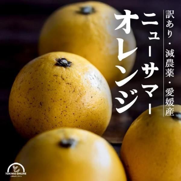 ˥塼ޡ  3kg ɲ ڲ