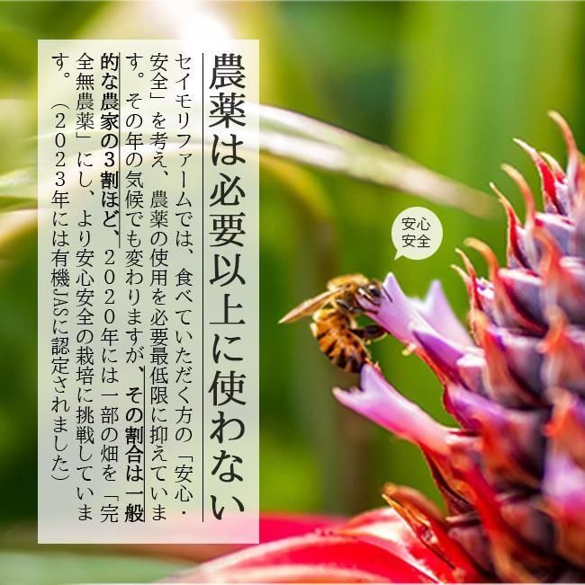希少パイナップル　ホワイトココ小玉6〜8玉入り 29日（火）20時〜 パイナップル6種を食べくらべLive販売