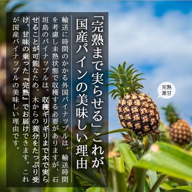 石垣島産　ゴールドバレル　ホワイトココ 現地レポ】幻の新品種パイン「ゴールドバレル」「ホワイトココ