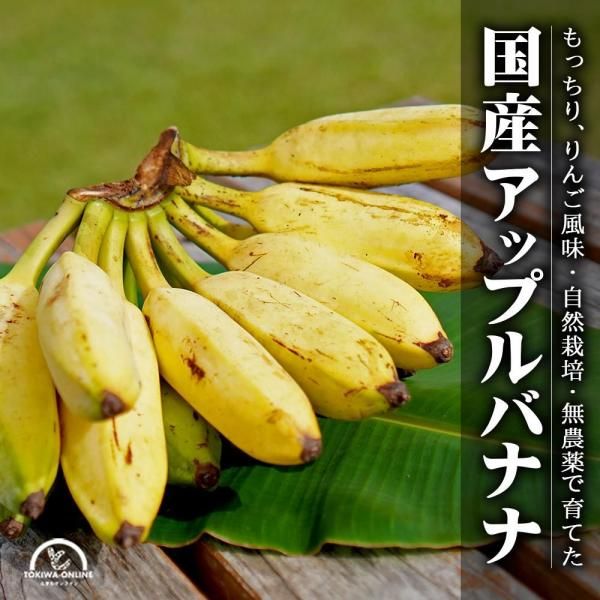 åץХʥʡʥʥХʥʡ 1kg  ̵   ʤݥեޡ