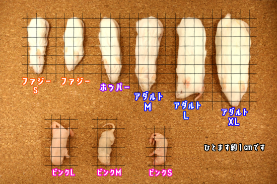 冷凍ラットＳ約31〜50g   20匹