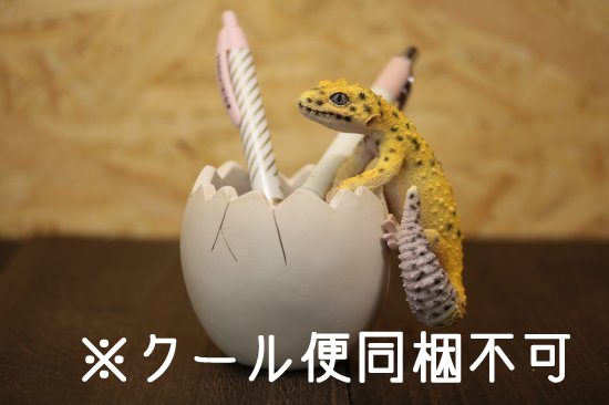 ●BOB UP STAND LEOPARD GECKO【クール便同梱・同時注文不可】 - はいどあんどしーく Web Shop