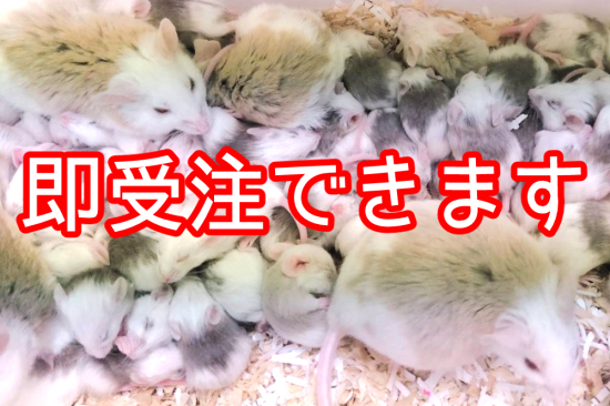 誠実 冷凍ヤワゲネズミ 爬虫類・両生類のエサ
