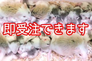 沈ͥ(ܼ)<img class='new_mark_img2' src='https://img.shop-pro.jp/img/new/icons29.gif' style='border:none;display:inline;margin:0px;padding:0px;width:auto;' />