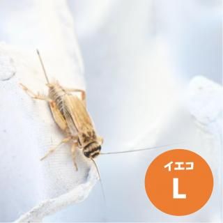   衼åѥL˥