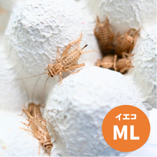   衼åѥML