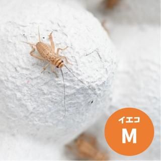   衼åѥM