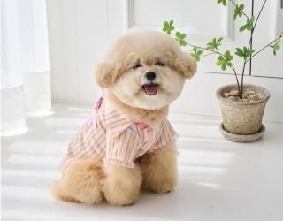 Shirt Pink Sherbet 