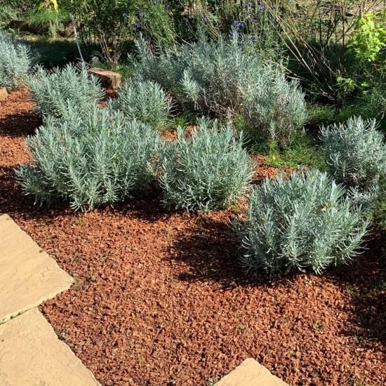 2袋セット・あく抜きベラボン 60ﾘｯﾄﾙ（S・M・8M・L） - ベラボン 公式