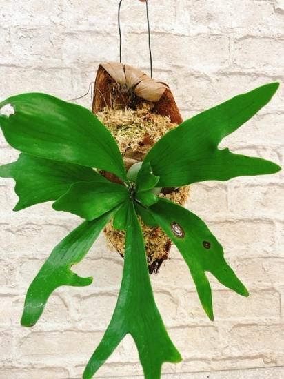 植物着生用ヤシの実《ベラボン・ハスク》3枚セット - ベラボン