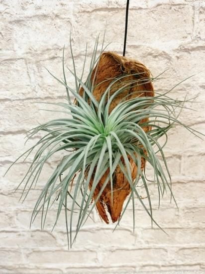 植物着生用ヤシの実《ベラボン・ハスク》3枚セット - ベラボン