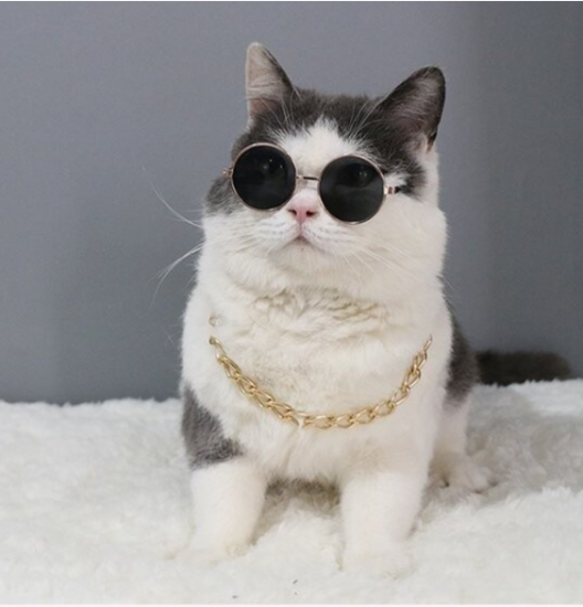 犬さん猫さん用サングラス - Tss-smart shop 犬さん猫さん用サングラス - Tss-smart shop