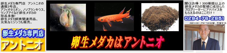 卵生メダカ専門店 アントニオ 通販3号店 卵生メダカ専門店 アントニオ 通販3号店