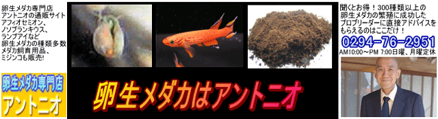 卵生メダカ専門店 アントニオ通販3号店。改良めだか、卵生