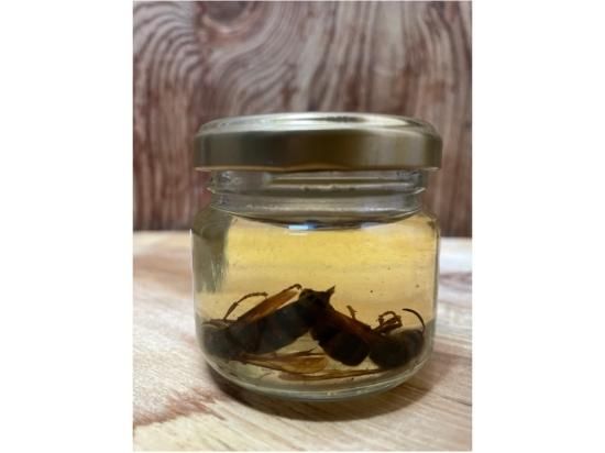 スズメバチの焼酎漬け 60ml - (有)高城商店