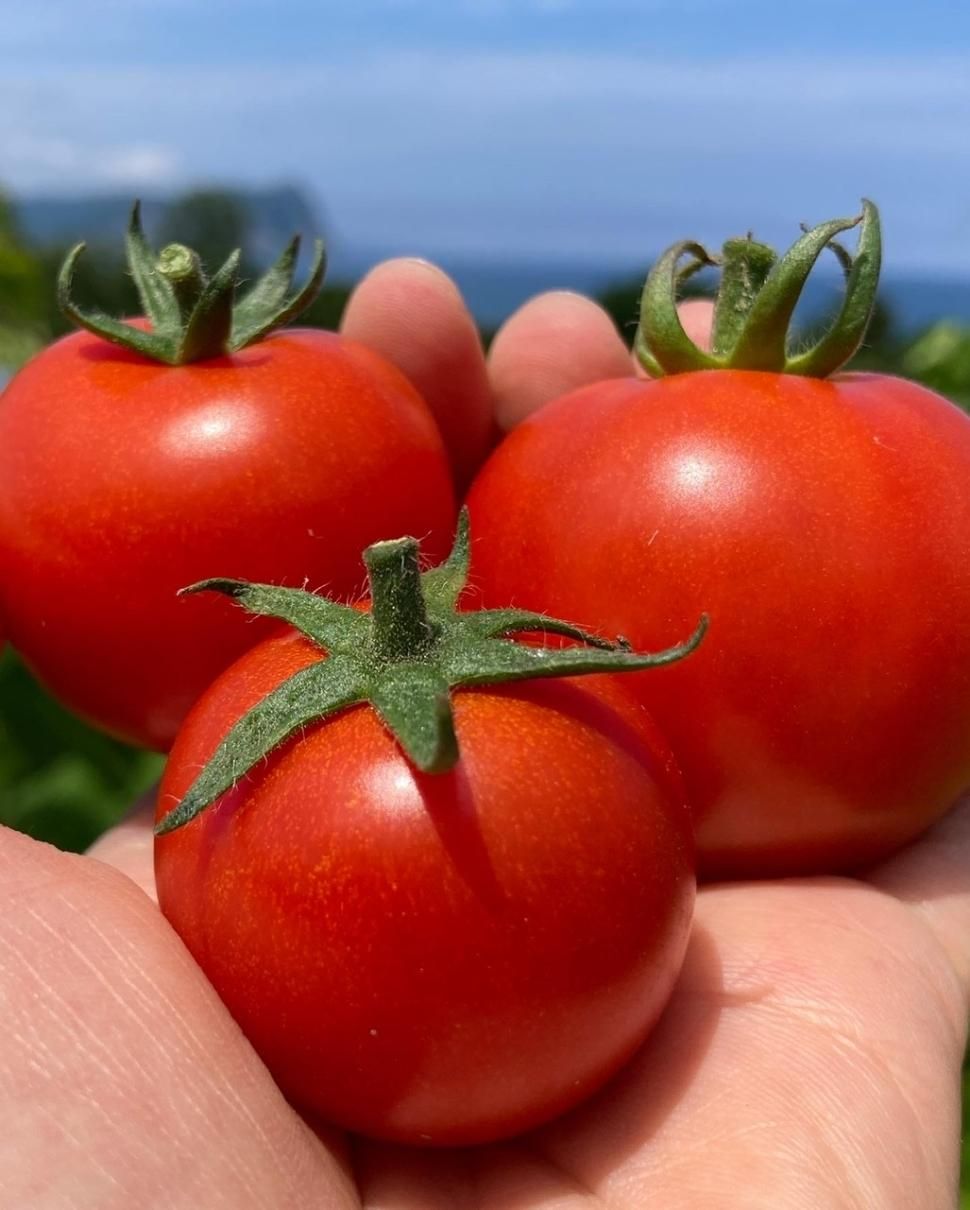 ファンゴッホ 1.5kg※冷蔵便 - 中野ファーム 公式WEBサイト