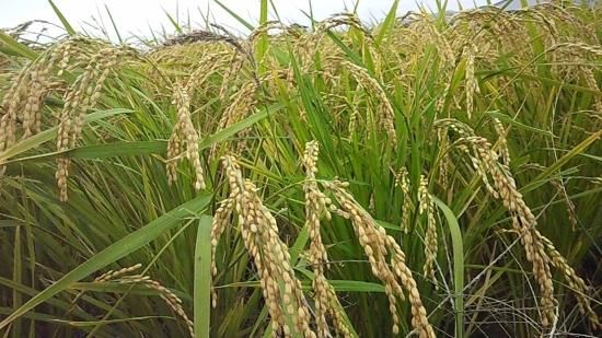 米(あけぼの米、6年10月産、白米) 1kg - 自然栽培の農産物 米(あけぼの米、6年10月産、白米) 1kg - 自然栽培の農産物