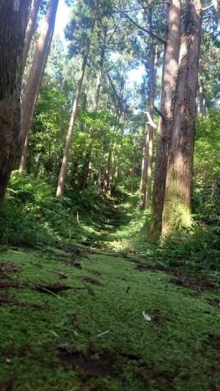 ライフウォーター屋久島地杉