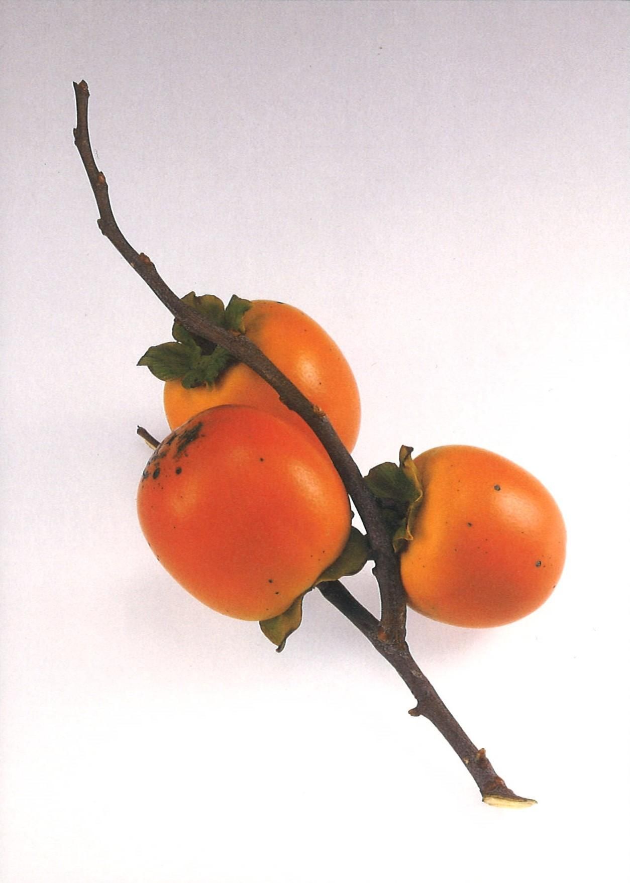 ポストカード＜喜座柿＞安藤緑山 - Kiyomizu Sannenzaka Museum ONLINE