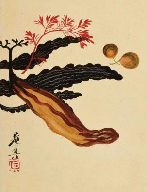 海藻図 柴田是真 Kiyomizu Sannenzaka Museum Online Shop 海藻図 柴田是真 Kiyomizu Sannenzaka Museum Online Shop